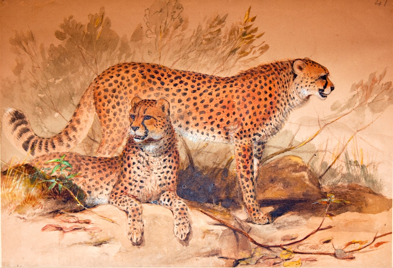 Cheetah, 1851-52 de Joseph Wolf