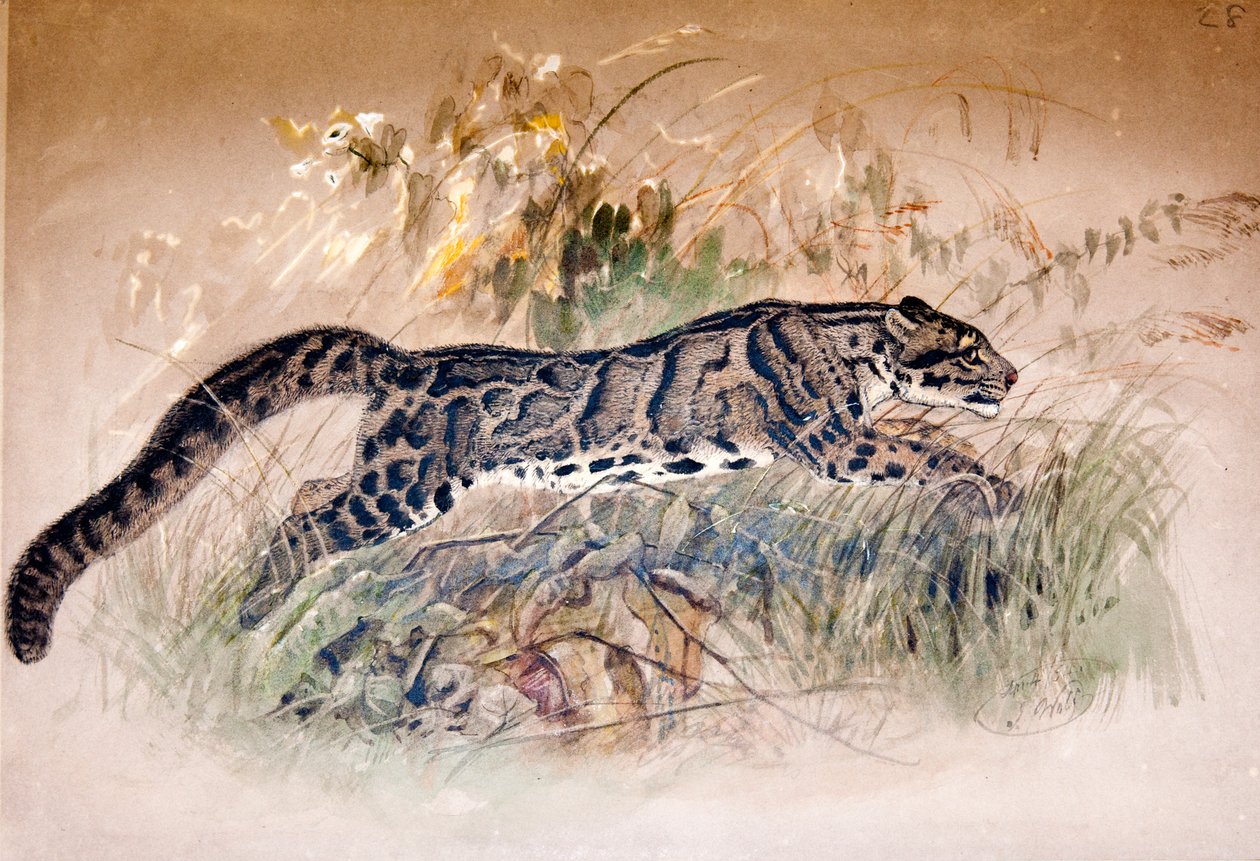 Leopardo nublado, 1851-69 de Joseph Wolf