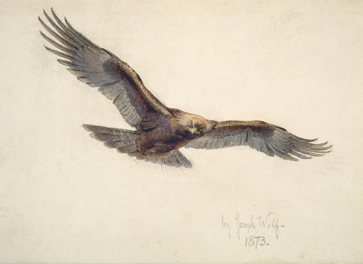 Águia em vôo, 1873 de Joseph Wolf