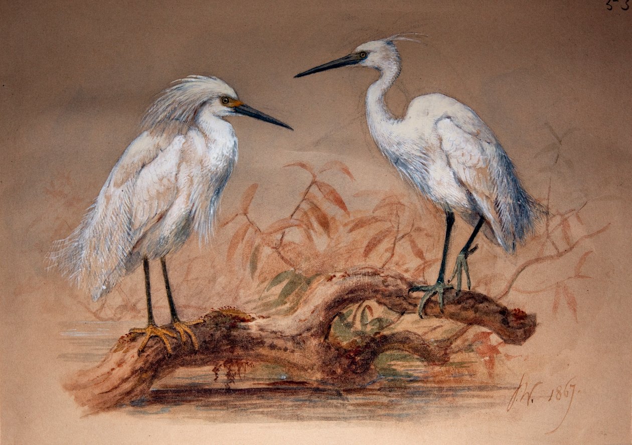 Garças (Ardea candidissima: Arda garzetta), 1867 (wc e lápis sobre papel) de Joseph Wolf