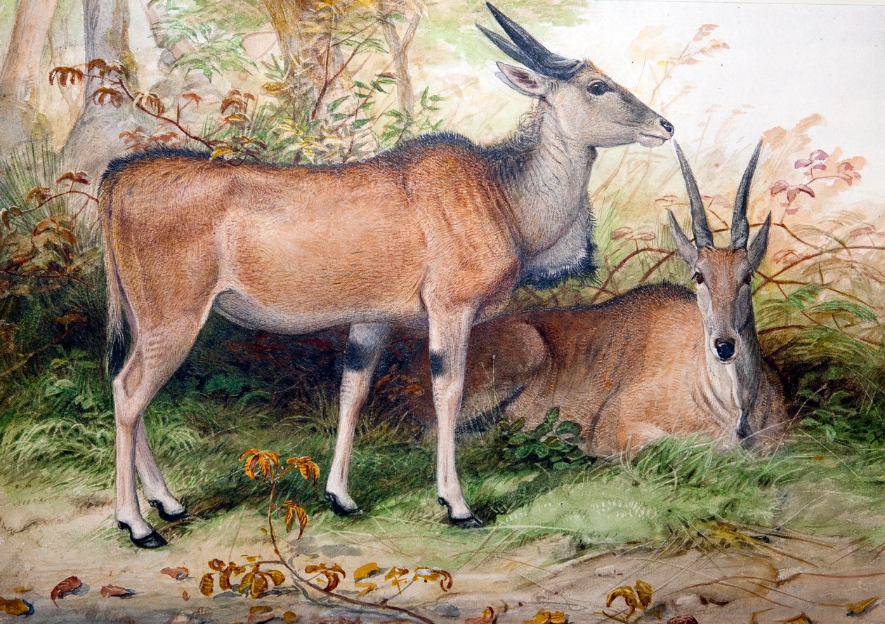Elands, c.1850 de Joseph Wolf