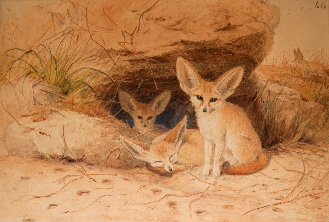 Fennec Fox - Canis Pig de Joseph Wolf