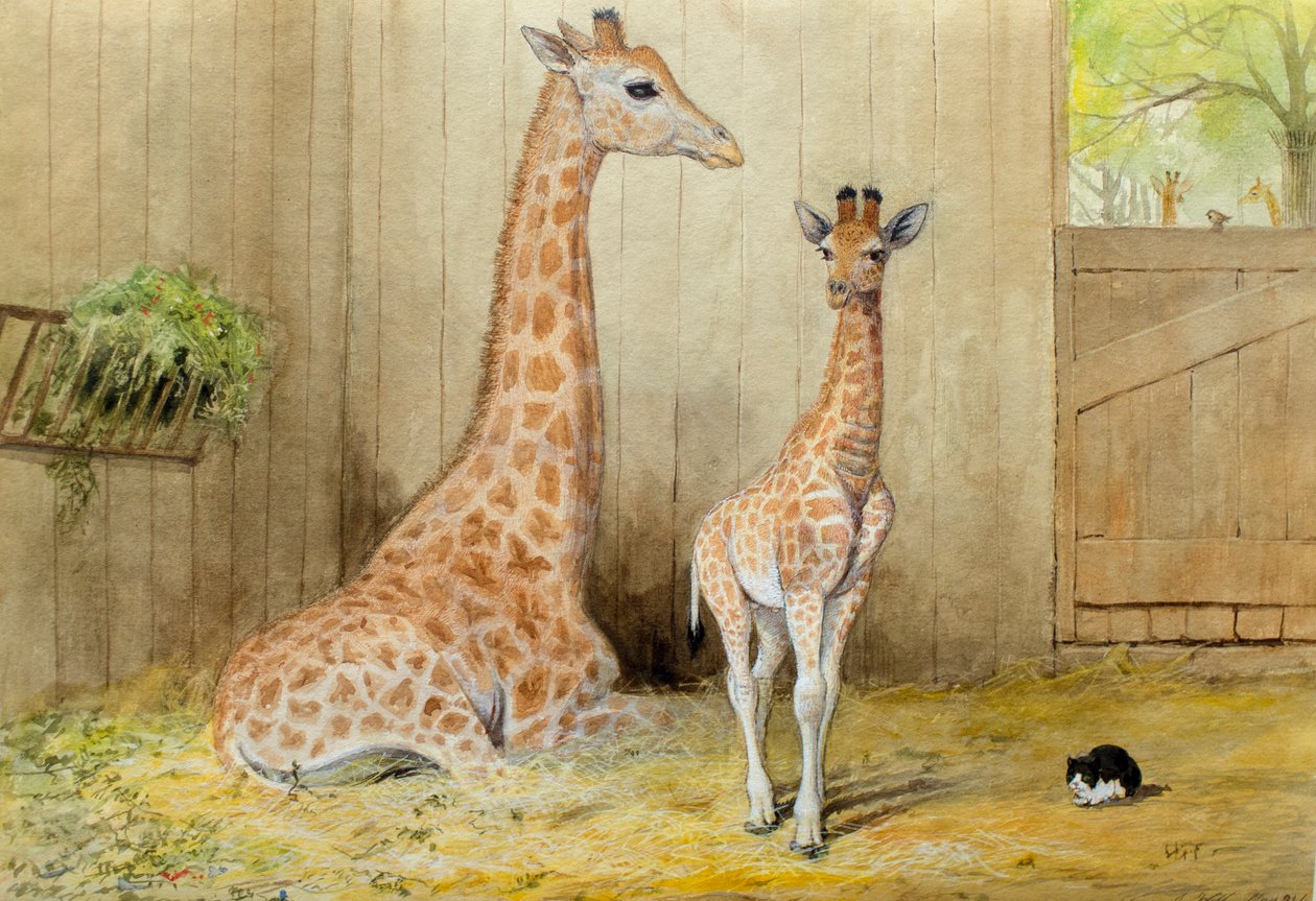 Girafa e Jovem, 1852 de Joseph Wolf
