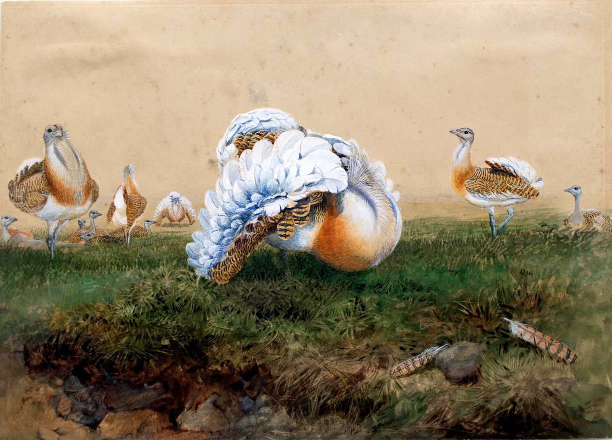 Grandes Bustards de Joseph Wolf