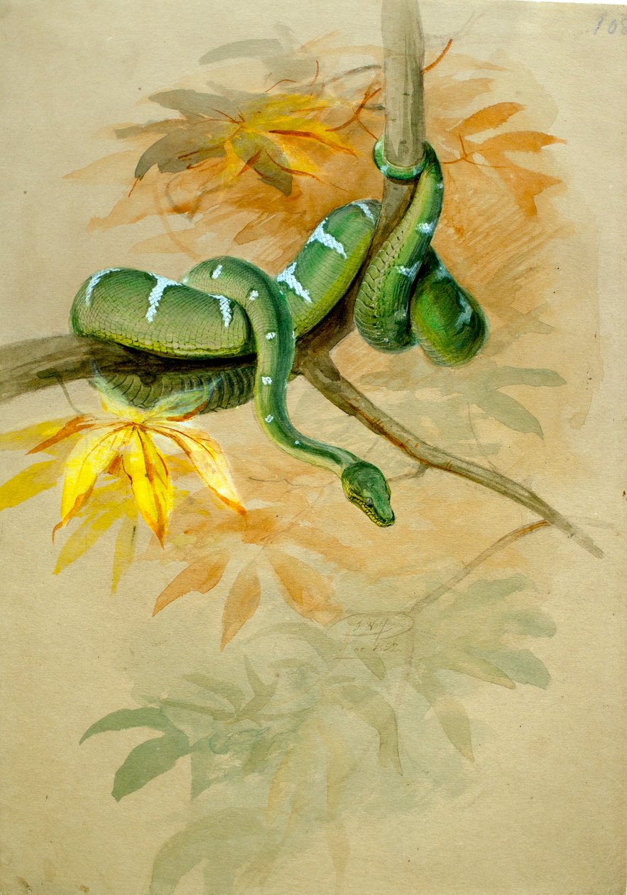 Green Boa  de Joseph Wolf
