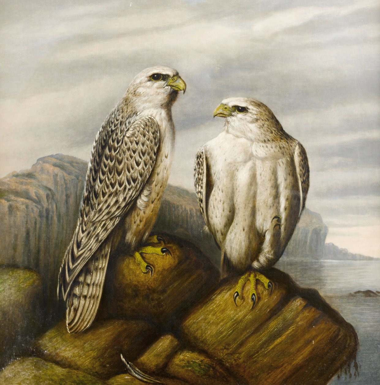 Gyr falcons em uma borda rochosa de Joseph Wolf