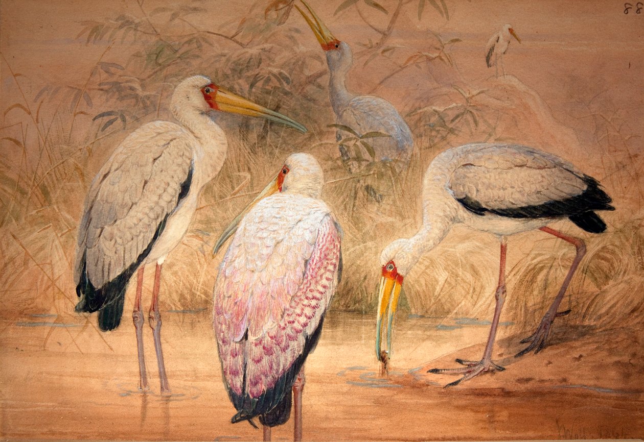 Tântalo Indiano, 1856-67 (wc e lápis sobre papel) de Joseph Wolf