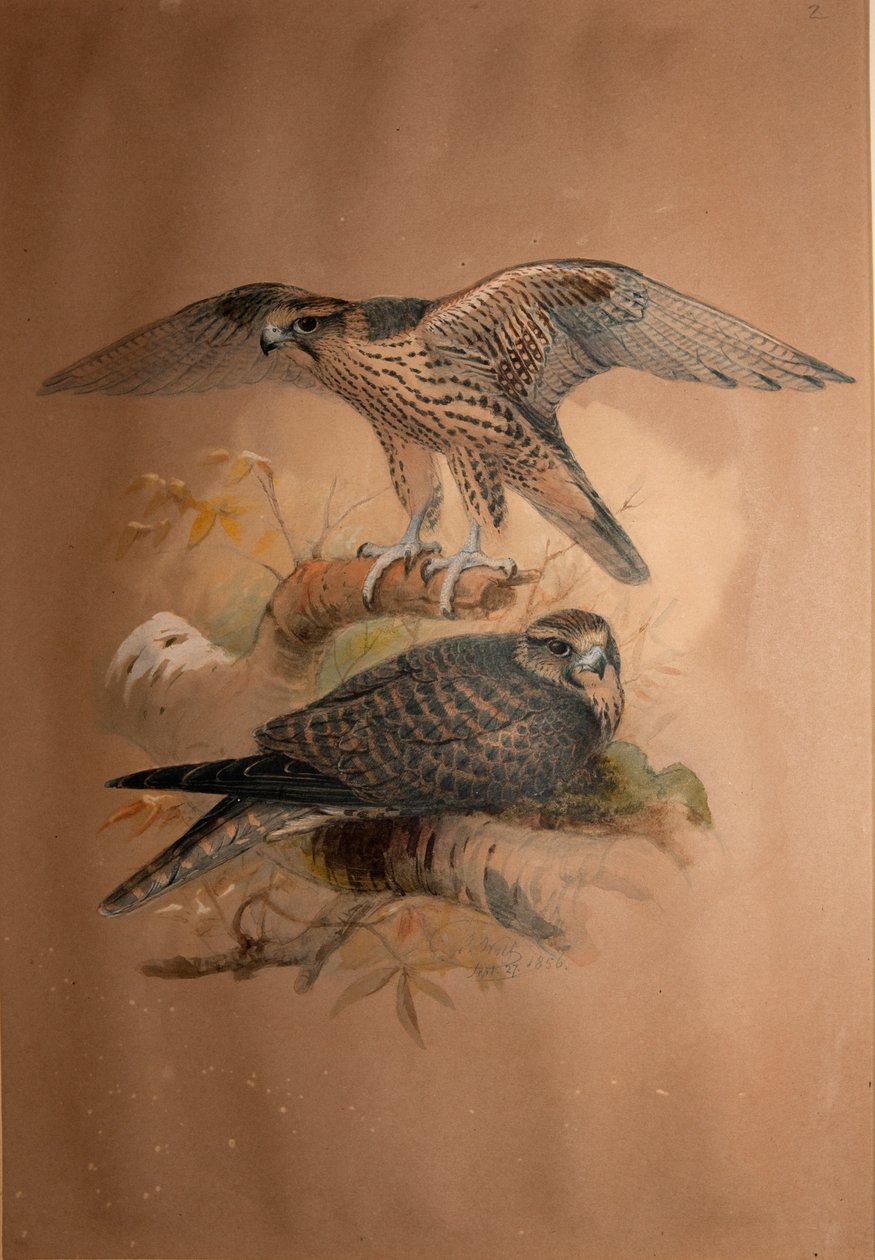 Lanner Falcon (Falco lanarius), 1856 de Joseph Wolf