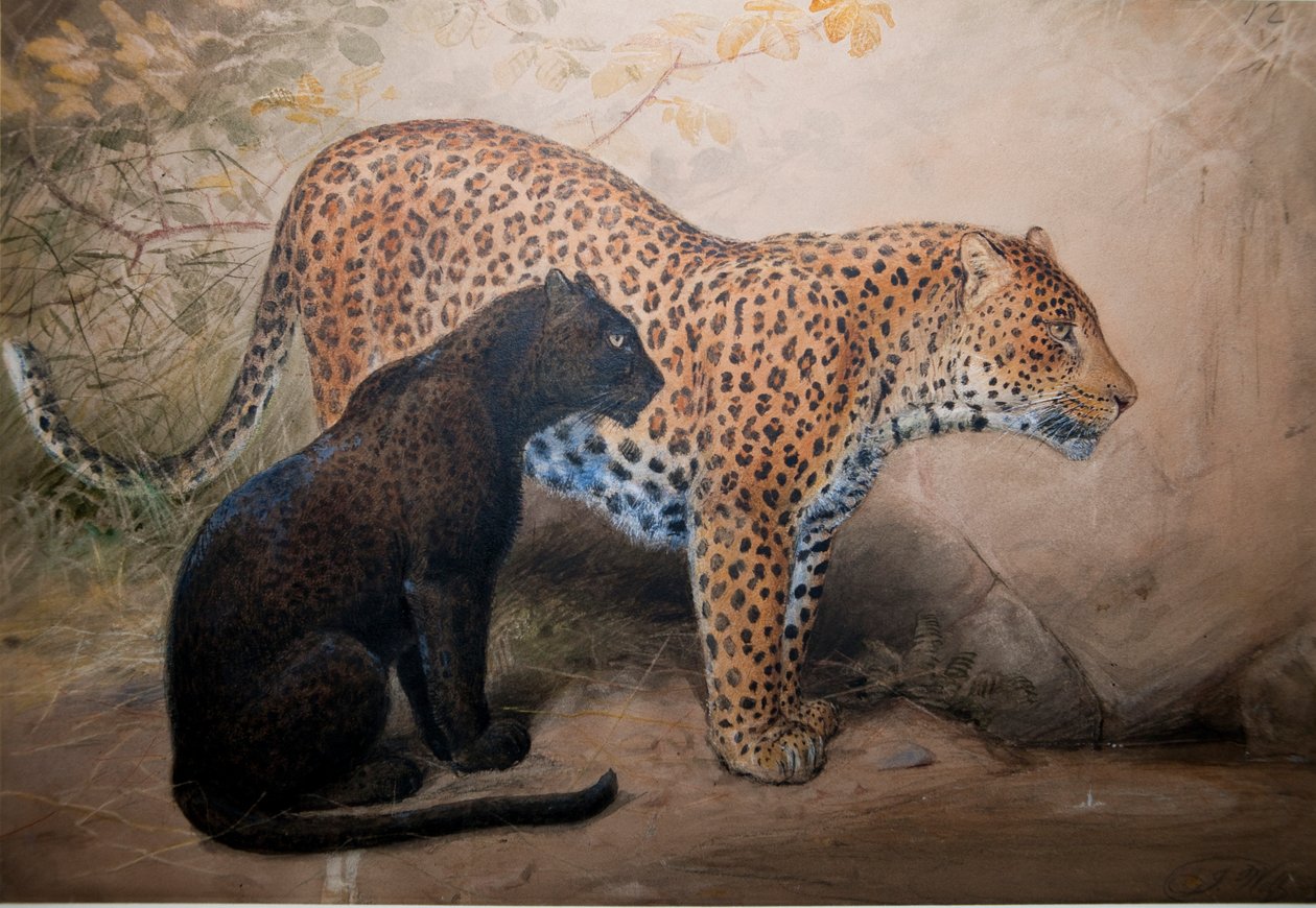 Leopardos, 1851-69 de Joseph Wolf