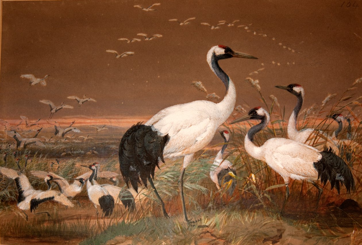 Manchurian Crane (Grus viridirostris), c.1851-76 (wc e lápis sobre papel) de Joseph Wolf