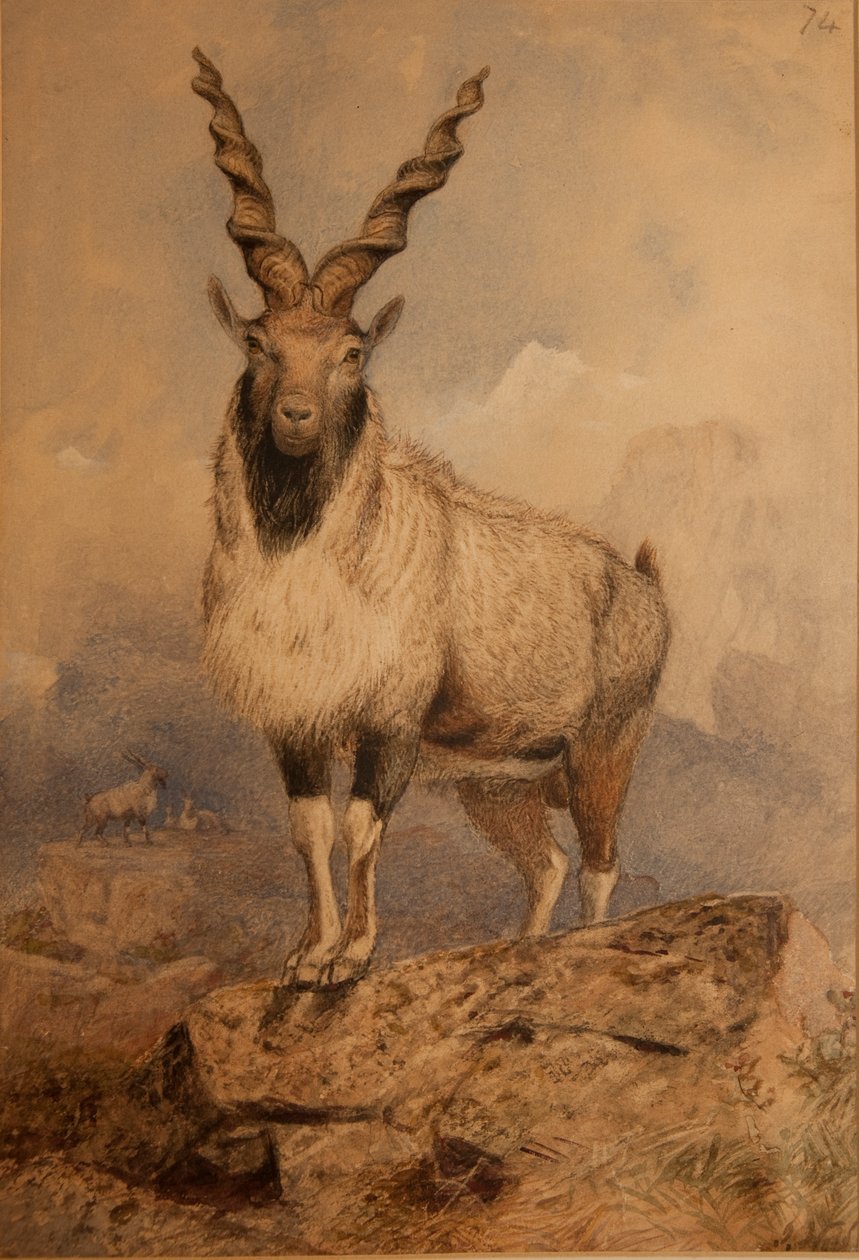 Markhoor de Joseph Wolf