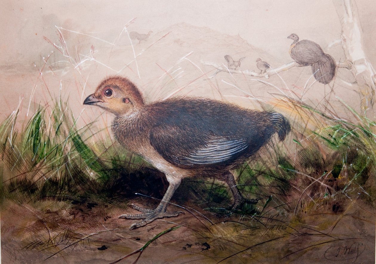 Megapodes, c.1850 de Joseph Wolf