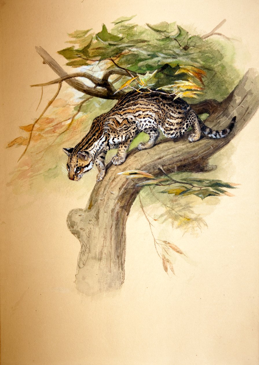 Ocelot, 1851 de Joseph Wolf