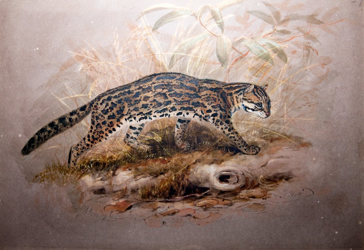 Ocelot, 1851-52 de Joseph Wolf