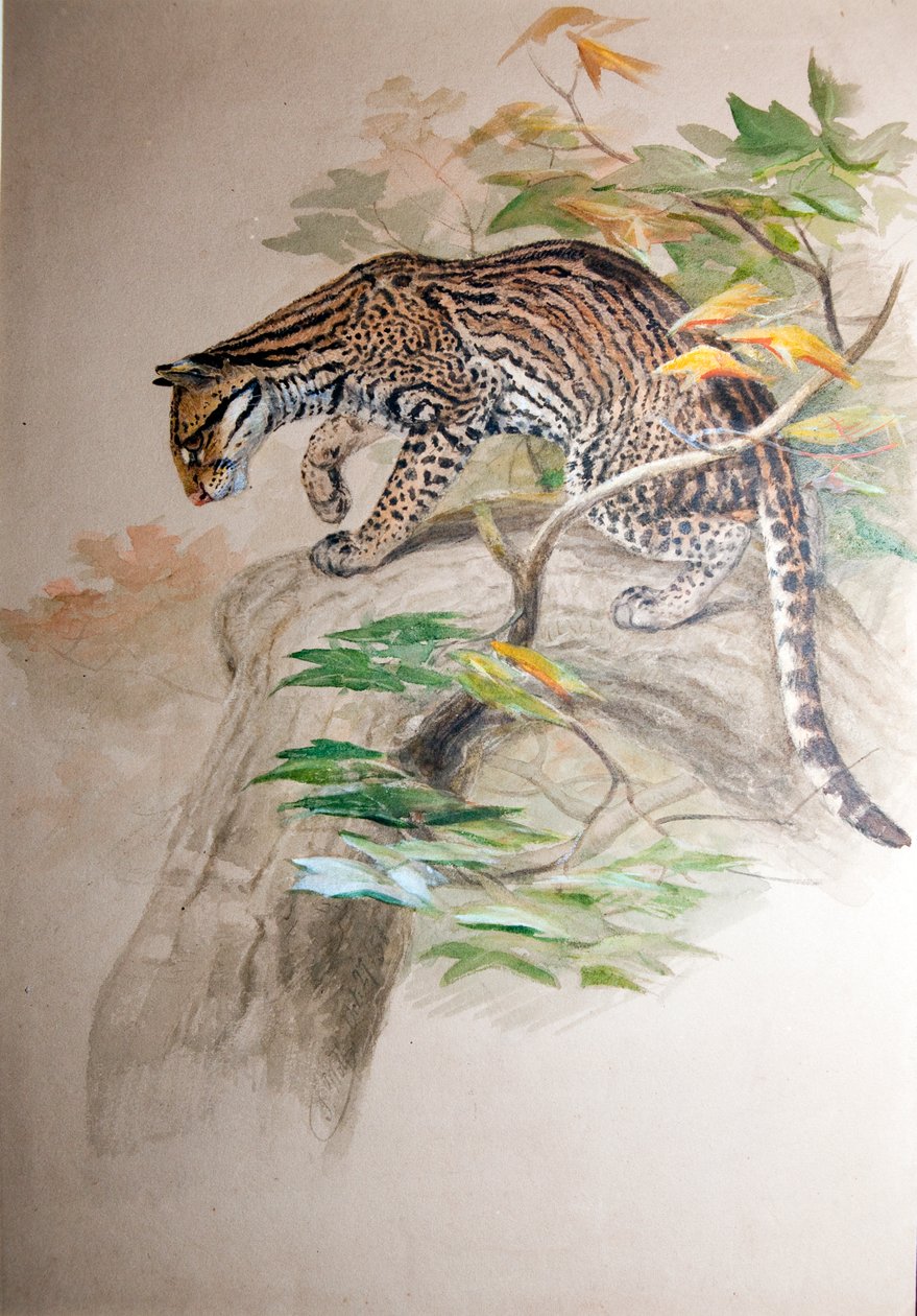 Ocelot, 1851-52 de Joseph Wolf