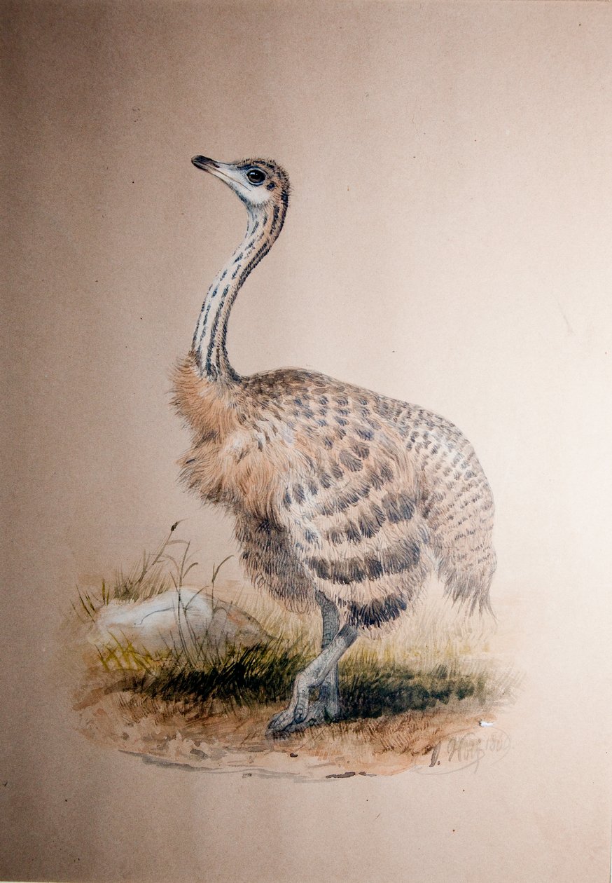 Avestruz, c.1850 de Joseph Wolf