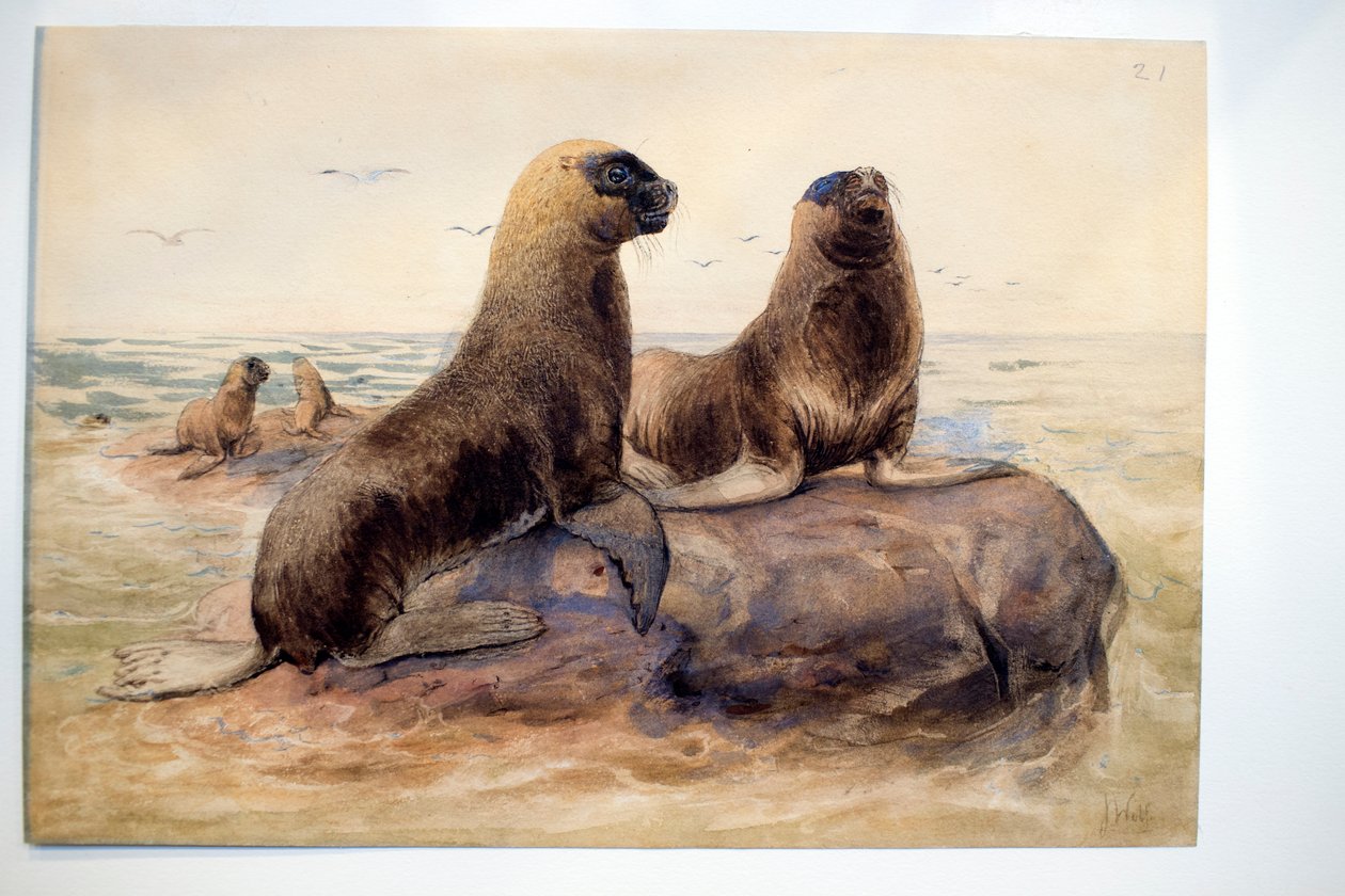 Leões marinhos pantagônicos, c.1865 de Joseph Wolf