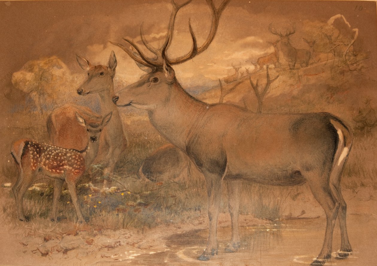 Veado persa de Joseph Wolf