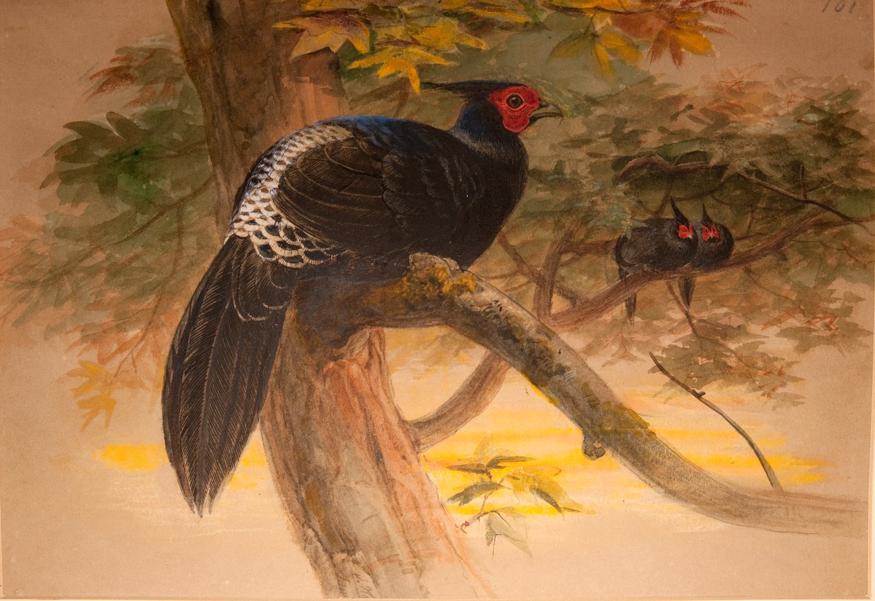 Kaleege púrpura (Euplocamus horsfieldi), c.1851-76 (wc e lápis sobre papel) de Joseph Wolf