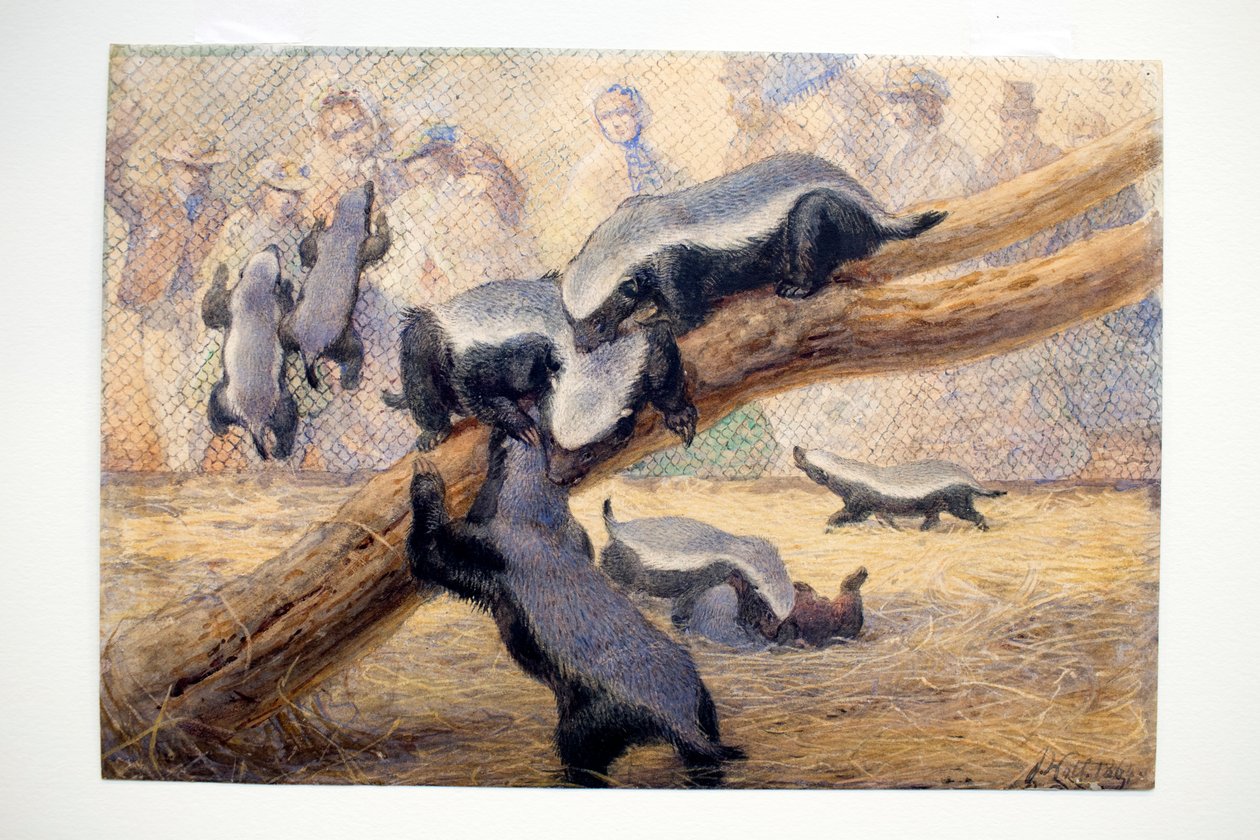 Chocalhos, 1864 de Joseph Wolf