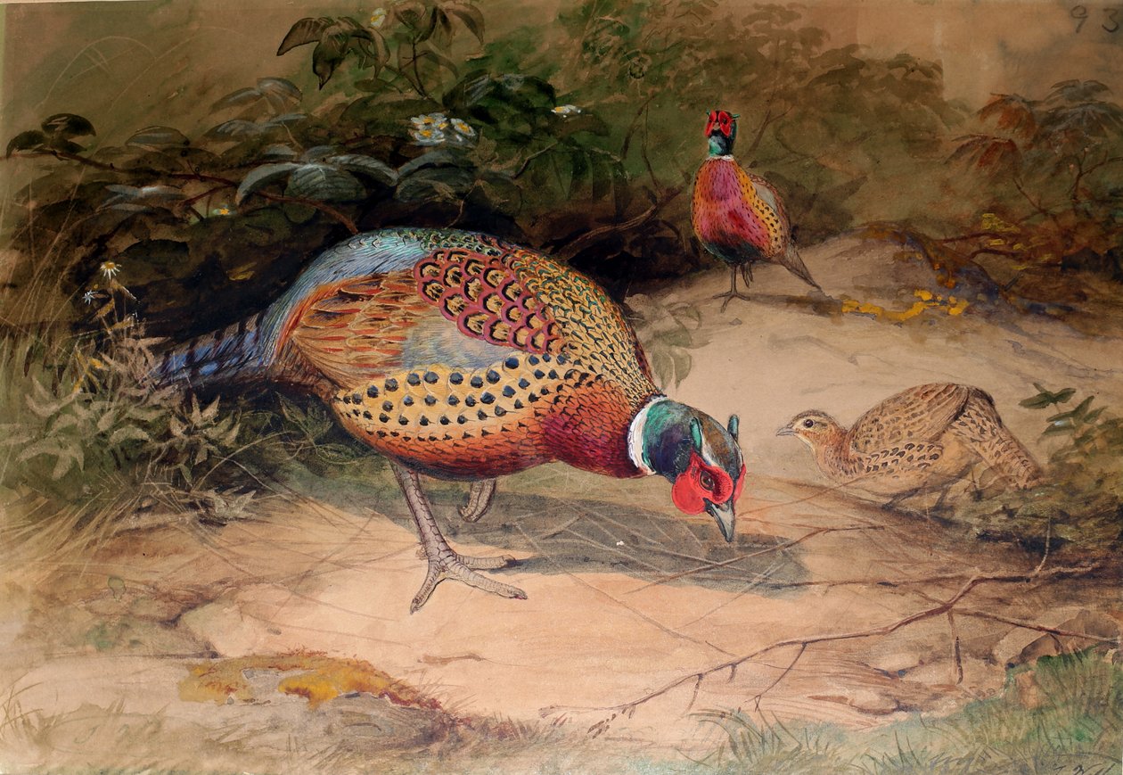 Faisão-de-pescoço-anelado (Phasianus torquatus), 1852-54 de Joseph Wolf