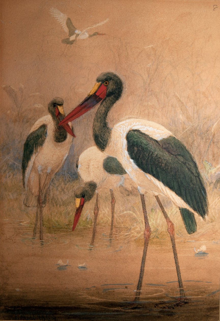 Cegonha-de-sela (Xenorhynchus senegalensis), 1856-67 de Joseph Wolf