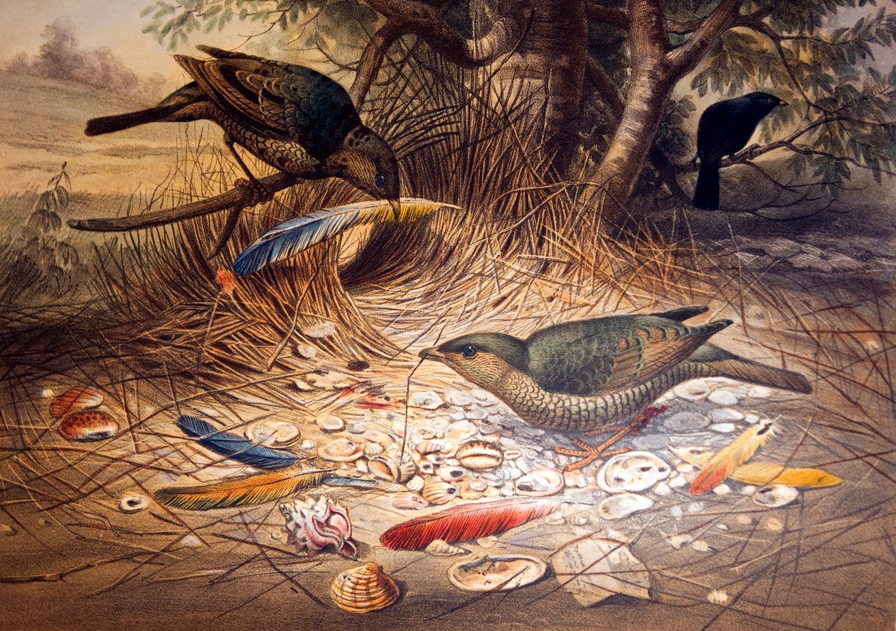 Bowerbird de cetim, 1861 de Joseph Wolf