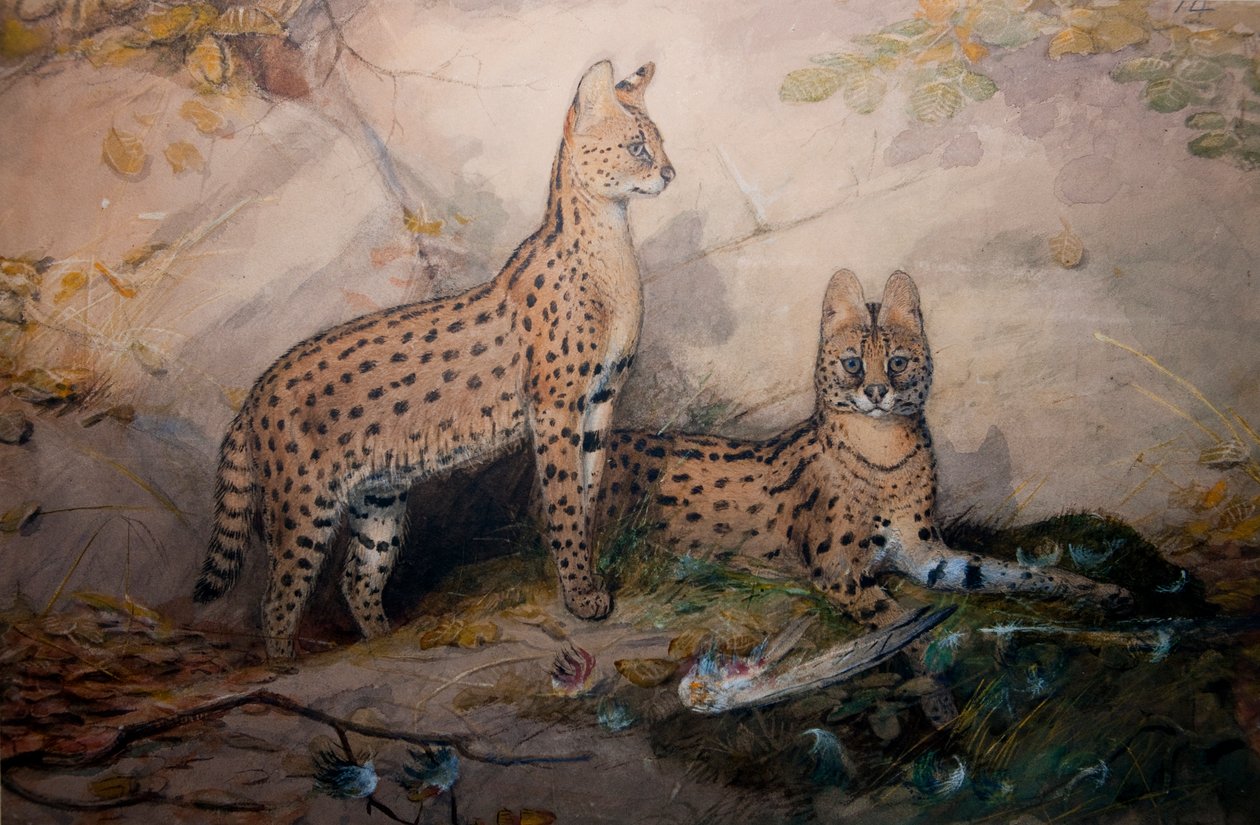 Serval, 1851-1869 de Joseph Wolf