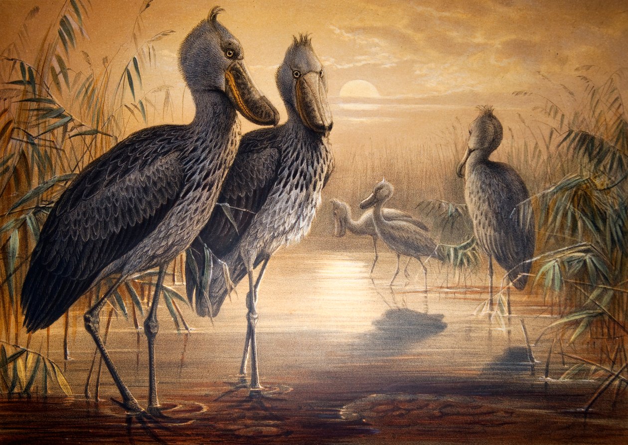 Cegonha, 1861 de Joseph Wolf