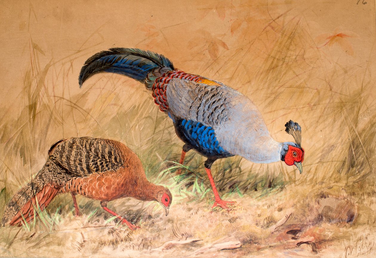 faisão siameses (Enplocamns preferida), 1852-1854 de Joseph Wolf