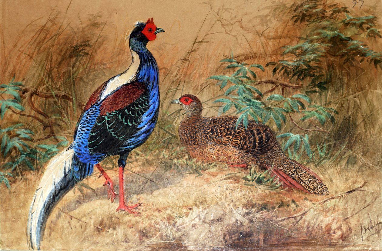 Faisão de Swinhoe (Euplocamus swinhoii), 1852-54 de Joseph Wolf