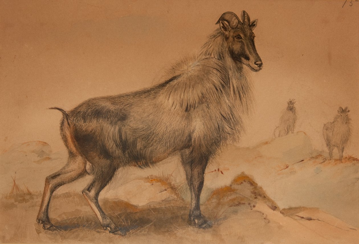 Além de Joseph Wolf