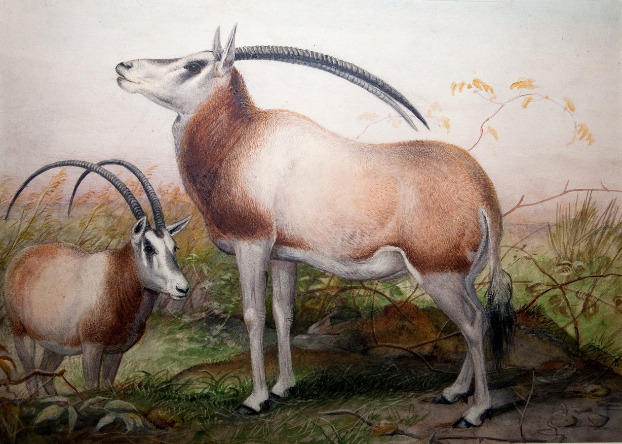 O Leucoryx Antelope, Oryx Leucoryx, c.1850 de Joseph Wolf