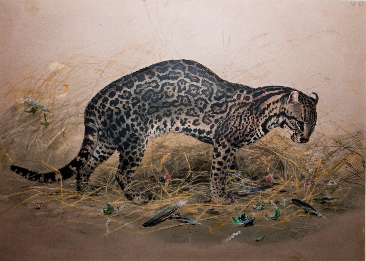 O Ocelot pintada (Felis foto), c.1850 de Joseph Wolf