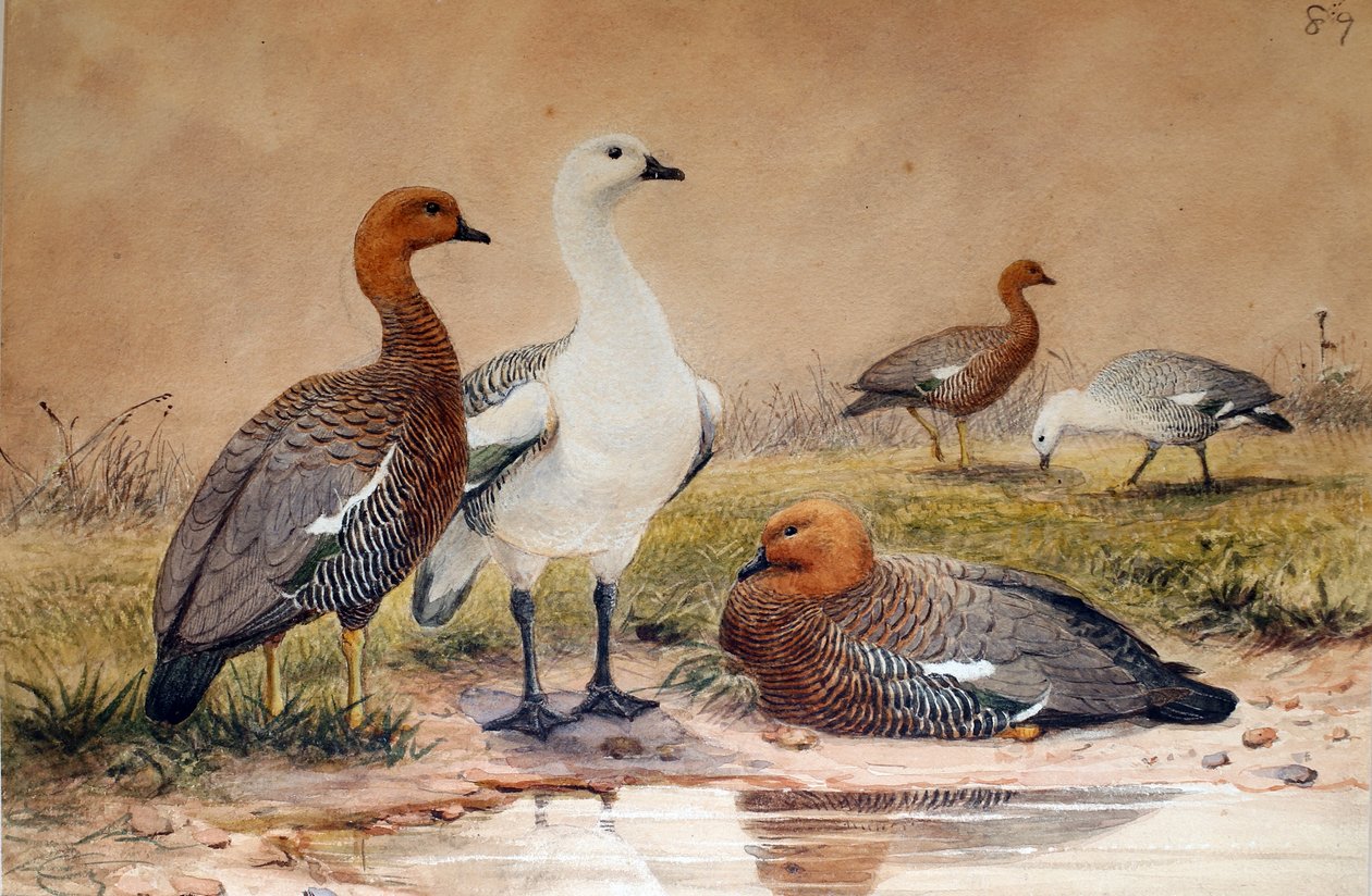 Upland Goose (Bernicla magellanica), 1852-54 de Joseph Wolf