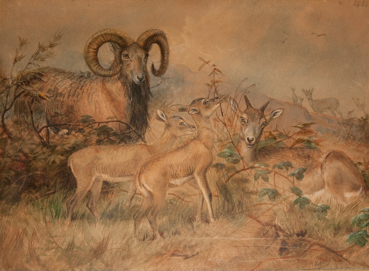 Ovelha Selvagem de Vigne, 1858 de Joseph Wolf