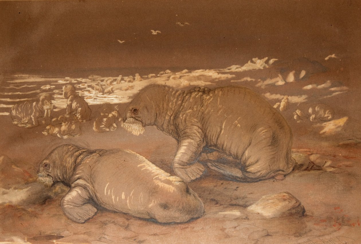 Morsa - Tricherchus rosmarus de Joseph Wolf