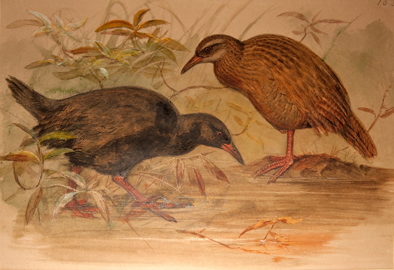 Trilho de Weka (Ocydromus australis), c.1851-76 (wc e lápis no papel) de Joseph Wolf
