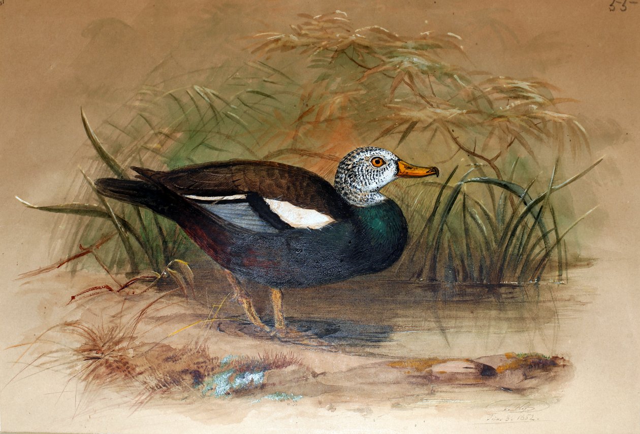 Sheldrake de cabeça branca (Casarca leucoptera), 1852-54 de Joseph Wolf
