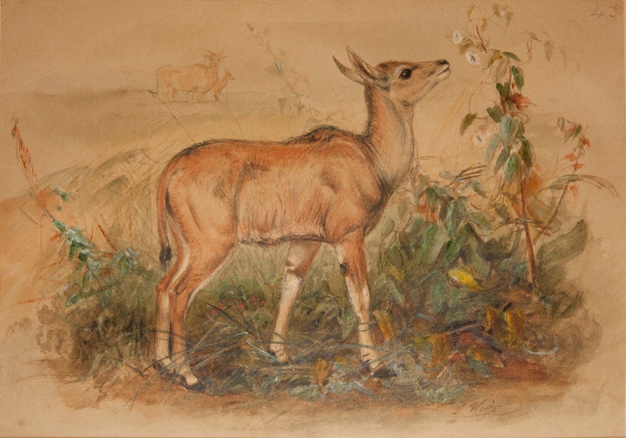 Eland jovem de Joseph Wolf