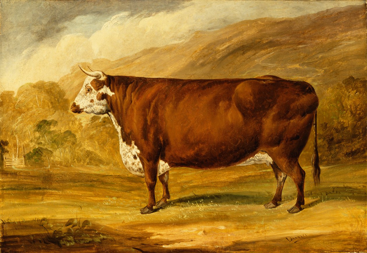 Um Touro Hereford (óleo sobre tela) de Joseph Dunn
