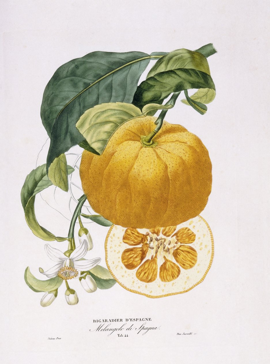 História natural das laranjeiras, 1818-20 de Joseph Antoine Risso