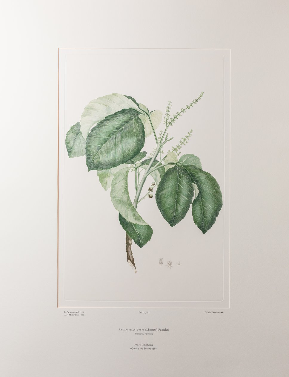 Allophyllus cobbe (Sapindaceae) - Placa 365, Banks
