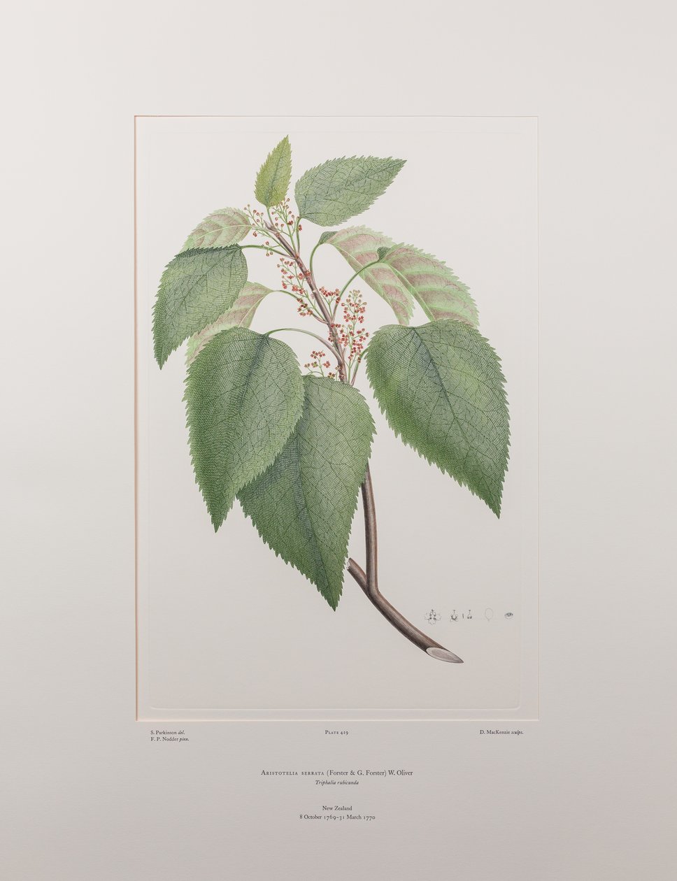 Aristotelia serrata (Elaeocarpaceae) - Placa 419, Banks