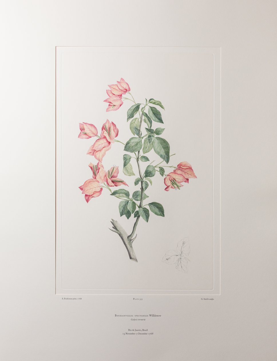 Bouganvillea spectabilis (Nyctaginaceae) - Placa 355, Banks