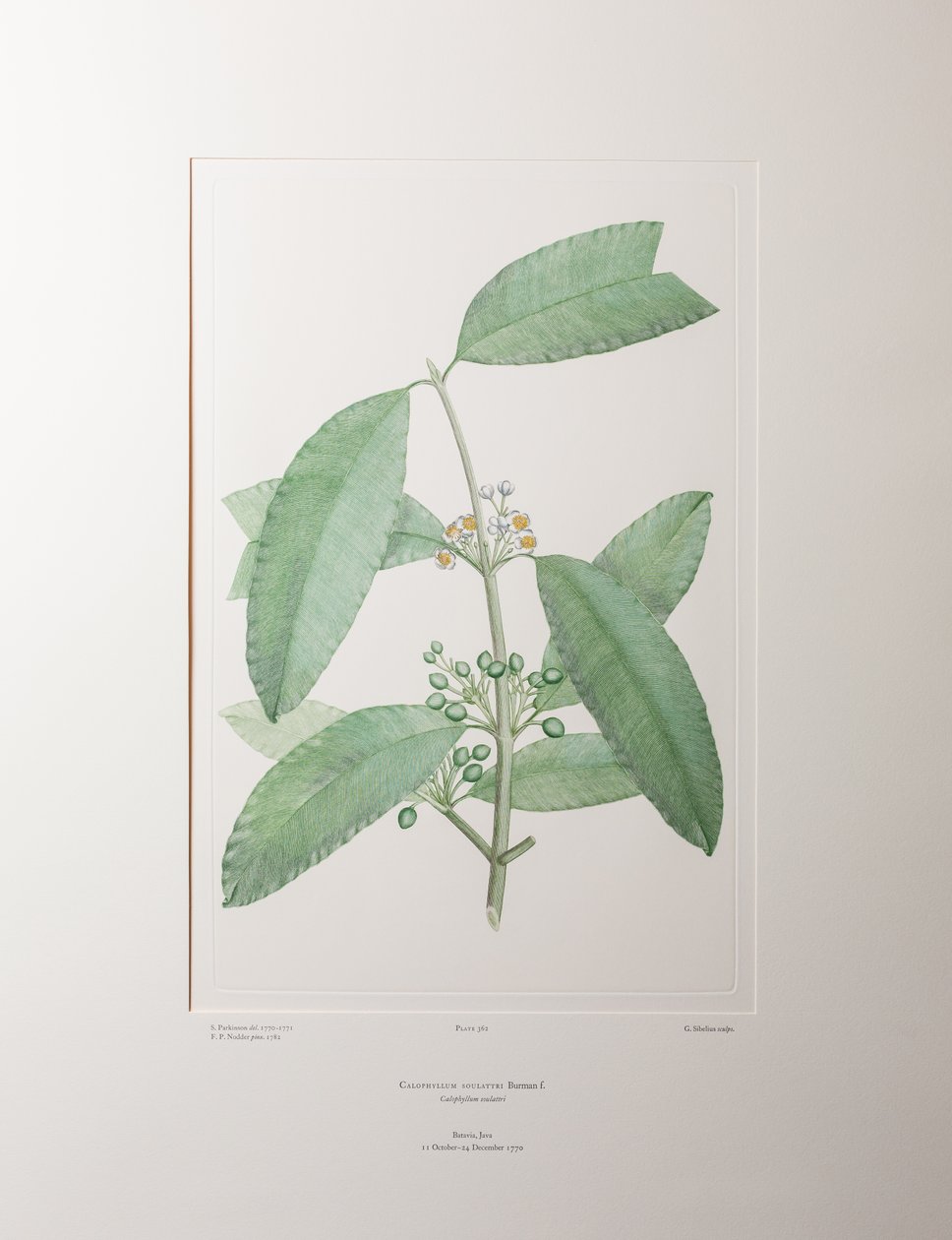 Calophyllum soulattri (Guttiferae) - Placa 362, Banks