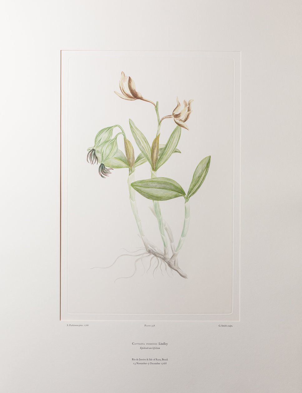 Cattleya forbesii (Orchidaceae) - Placa 358, Banks