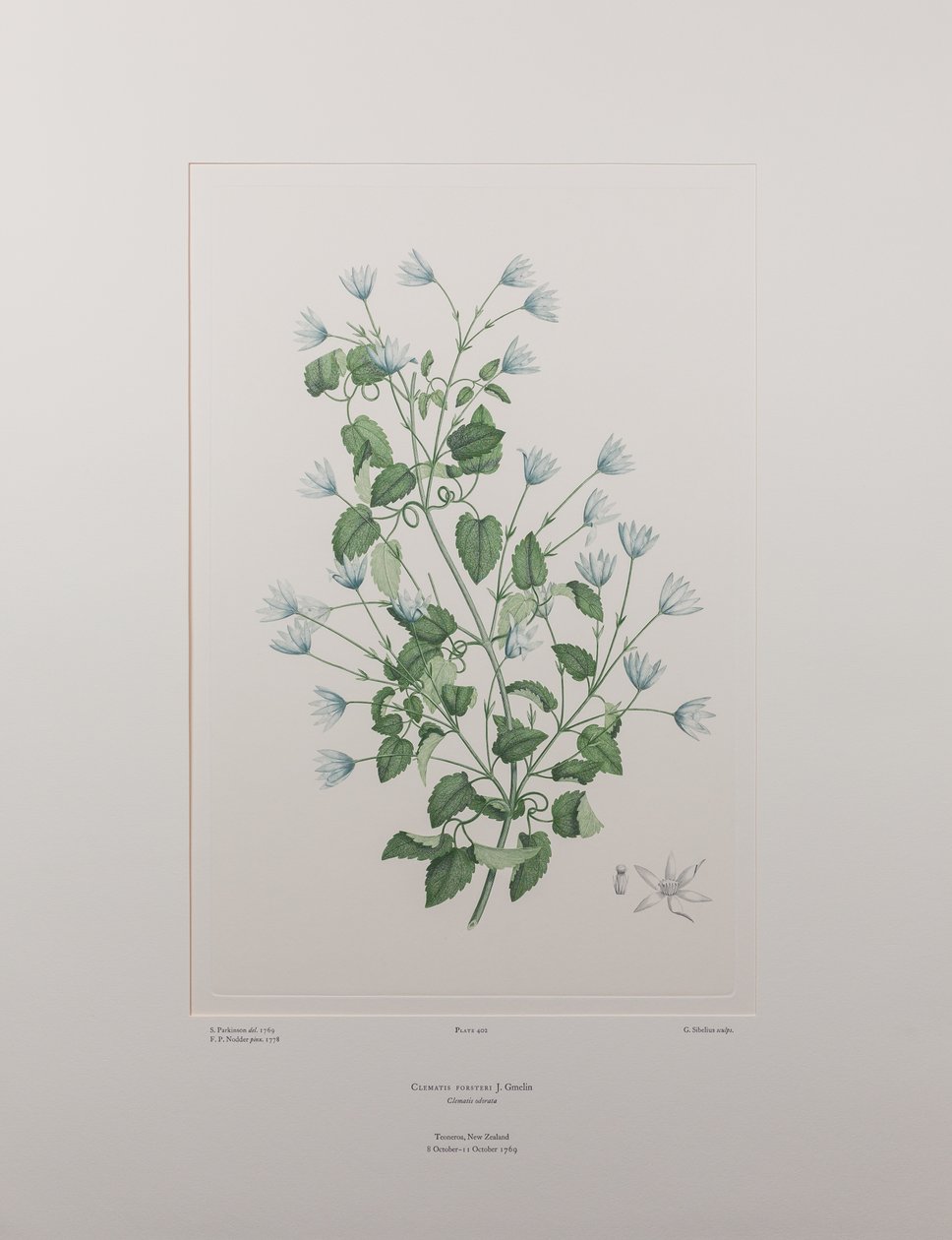 Clematis forsteri (Ranunculaceae) - Placa 402, Banks