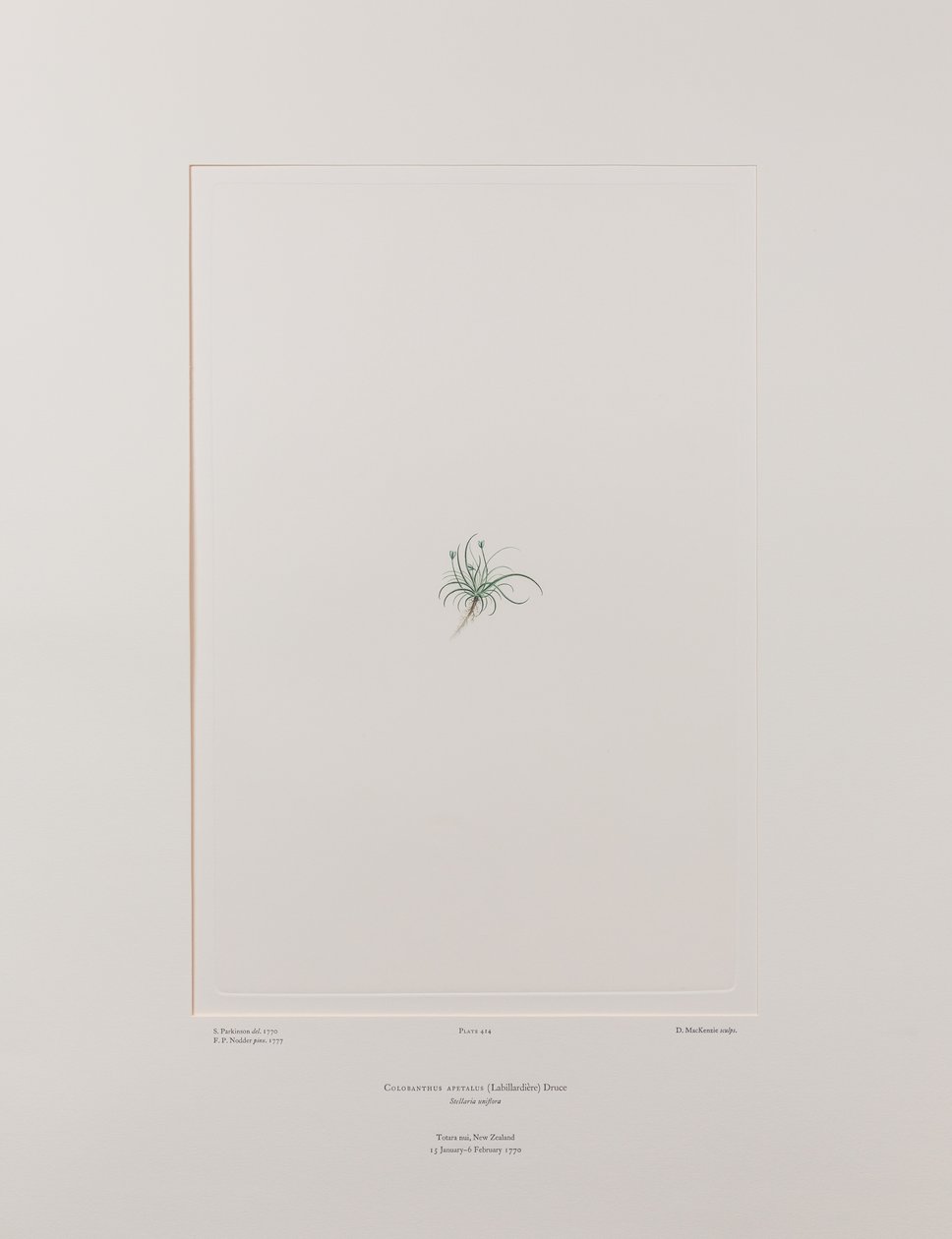 Colobanthus apetalus (Caryophyllaceae) - Placa 414, Banks