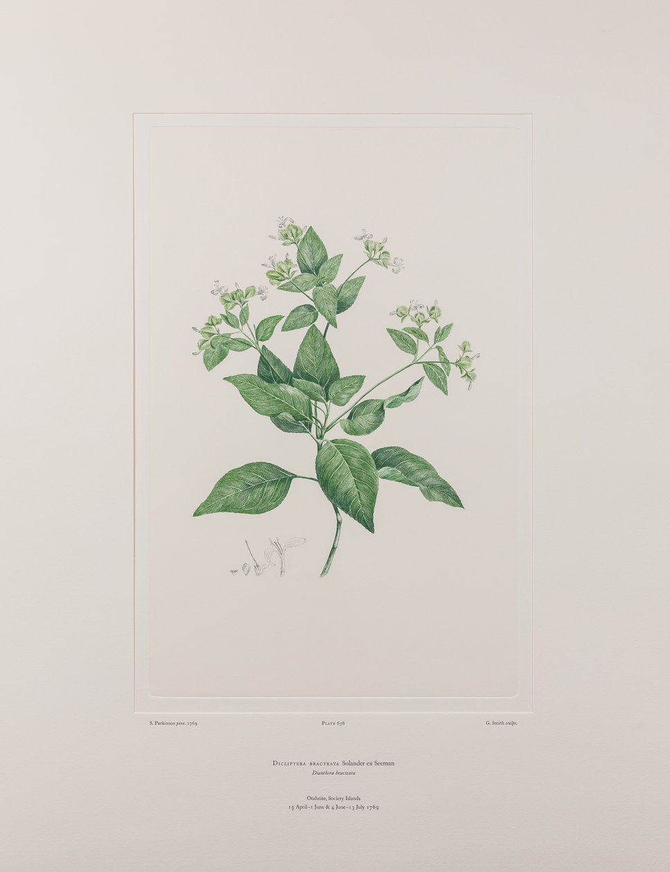 Dicliptera bracteata (Acanthaceae) - Placa 636, Banks